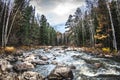 Siberian forest