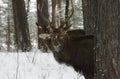 Journey through Siberia. Funny deer.