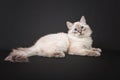 Siberian forest kitten on black background