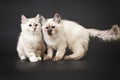 Siberian forest kittens on black background