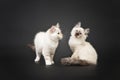 Siberian forest kittens on black background Royalty Free Stock Photo