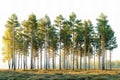 Siberian forest, spruce trees in spring on white background, panorama, panorama, photo realistic, hyperrealistic, sharp focus, ul Royalty Free Stock Photo