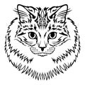 Siberian furry cat muzzle