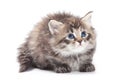 Siberian furry kitten Royalty Free Stock Photo