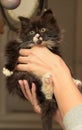Siberian furry kitten Royalty Free Stock Photo