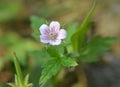 Siberian geranium Geranium sibiricum grows in nature