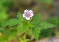 Siberian geranium Geranium sibiricum grows in nature