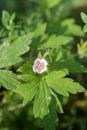 Siberian geranium Geranium sibiricum grows in nature