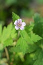 Siberian geranium Geranium sibiricum grows in nature