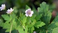 Siberian geranium Geranium sibiricum grows in nature