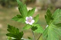 Siberian geranium Geranium sibiricum grows in nature Royalty Free Stock Photo