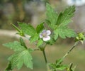 Siberian geranium Geranium sibiricum grows in nature