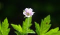 Siberian geranium Geranium sibiricum grows in nature