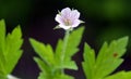 Siberian geranium (Geranium sibiricum) grows in nature Royalty Free Stock Photo