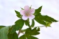 Siberian geranium (Geranium sibiricum) grows in nature Royalty Free Stock Photo