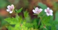 Siberian geranium (Geranium sibiricum) grows in nature Royalty Free Stock Photo