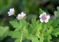 Siberian geranium (Geranium sibiricum) grows in nature Royalty Free Stock Photo
