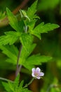 Siberian geranium Geranium sibiricum grows in summer in the wild Royalty Free Stock Photo