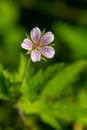 Siberian geranium Geranium sibiricum grows in summer in the wild Royalty Free Stock Photo