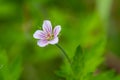 Siberian geranium Geranium sibiricum grows in summer in the wild Royalty Free Stock Photo