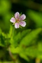 Siberian geranium Geranium sibiricum grows in summer in the wild Royalty Free Stock Photo