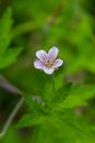 Siberian geranium Geranium sibiricum grows in summer in the wild Royalty Free Stock Photo