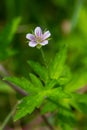 Siberian geranium Geranium sibiricum grows in summer in the wild Royalty Free Stock Photo