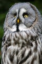 Siberian gray owl
