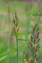 Siberian greybeard grass Spodiopogon sibiricus with flowers Royalty Free Stock Photo