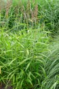 Siberian greybeard grass Spodiopogon sibiricus flowering plants Royalty Free Stock Photo