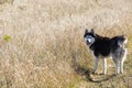 Siberian hasky dog portrait