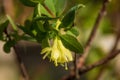 Siberian Honeyberry Royalty Free Stock Photo