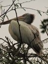 Siberian huge crane bird sitting and thinking