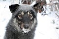 Siberian hunting dog Laika, Irkutsk region,