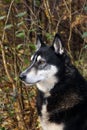 Siberian hunting dog Laika,