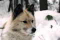 Siberian hunting dog Laika, Siberia