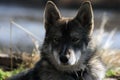 Siberian hunting dog Laika, Siberia, Russia