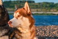 Siberian Huskies on a beach. Portrait husky dog on the summer beach.