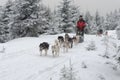 Siberian huskies dogsled on the trail