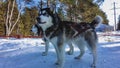 Siberian huskies are harnessed and ready to run. Royalty Free Stock Photo