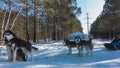 Siberian huskies harnessed to a sleigh.