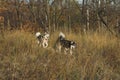 Siberian huskies walking through high dry grass scenic photography