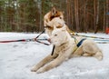 Siberian Huskies White And Brown Rest In The Snow. Dog Sled From Siberian Husky.