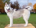 Siberian Husky