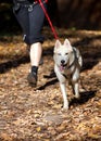 Siberian Husky Royalty Free Stock Photo
