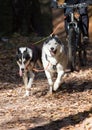 Siberian Husky Royalty Free Stock Photo