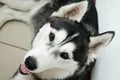 Siberian Husky Royalty Free Stock Photo