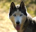 Siberian Husky Royalty Free Stock Photo