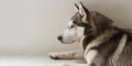 Siberian husky against a white wall