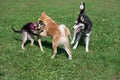 Siberian Husky, Akita Inu Puppy And Homeless Dog Are Playing On A Green Meadow. Pet Animals